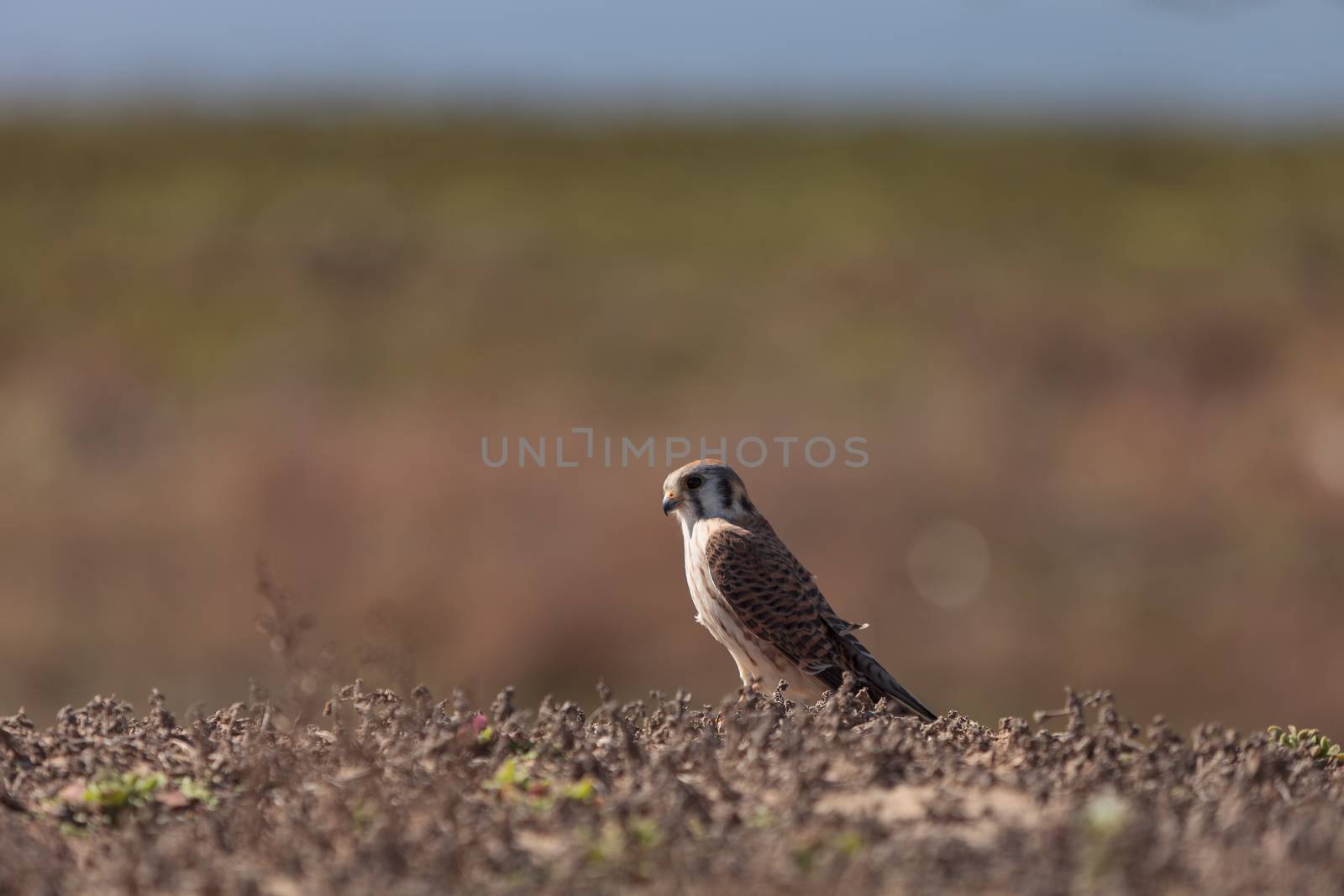 Female American kestrel bird by steffstarr