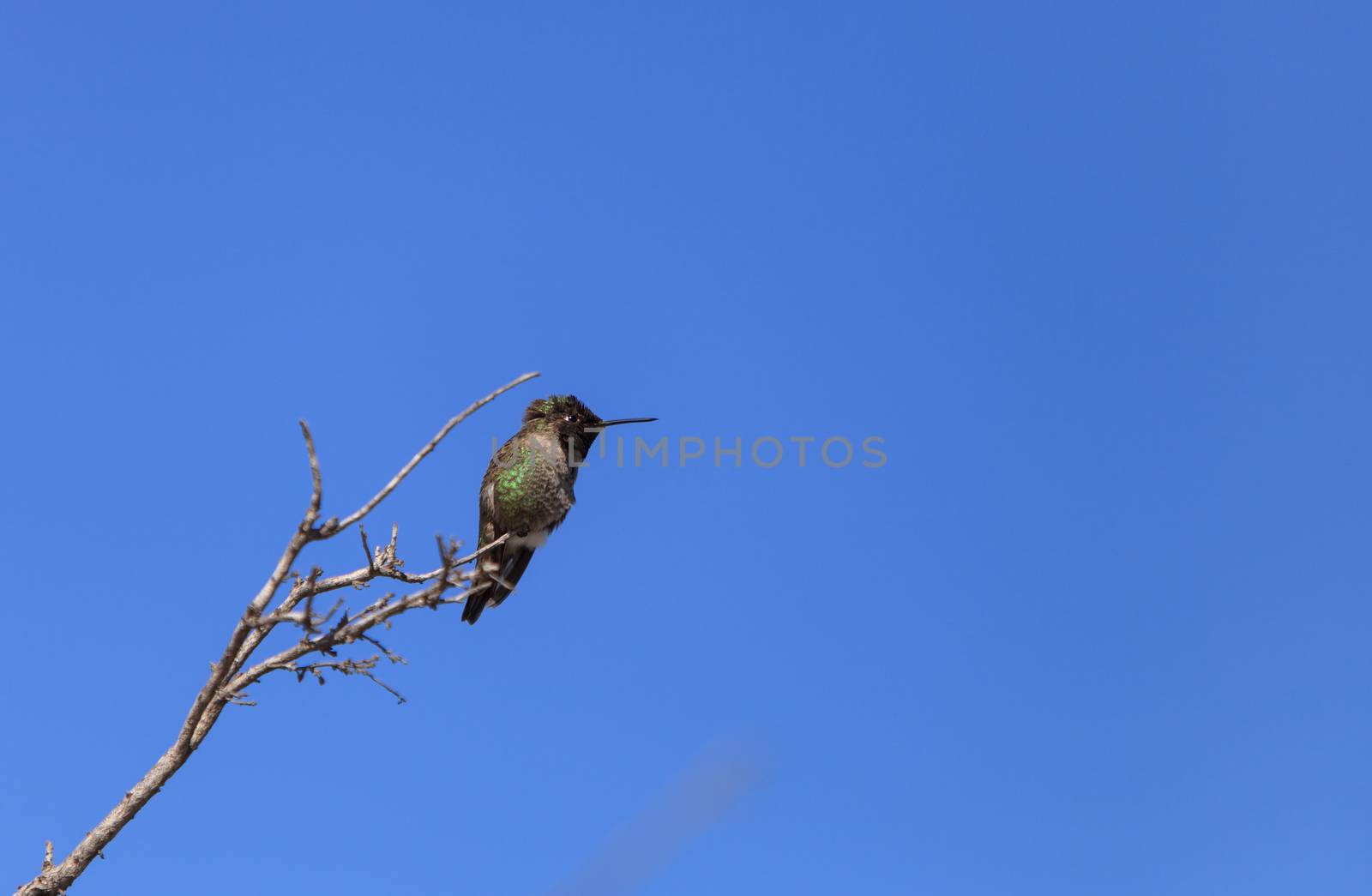 Male Anna’s Hummingbird, Calypte anna, is a green and red bird sitting in a tree at the San Joaquin wildlife sanctuary, Southern California, United States.