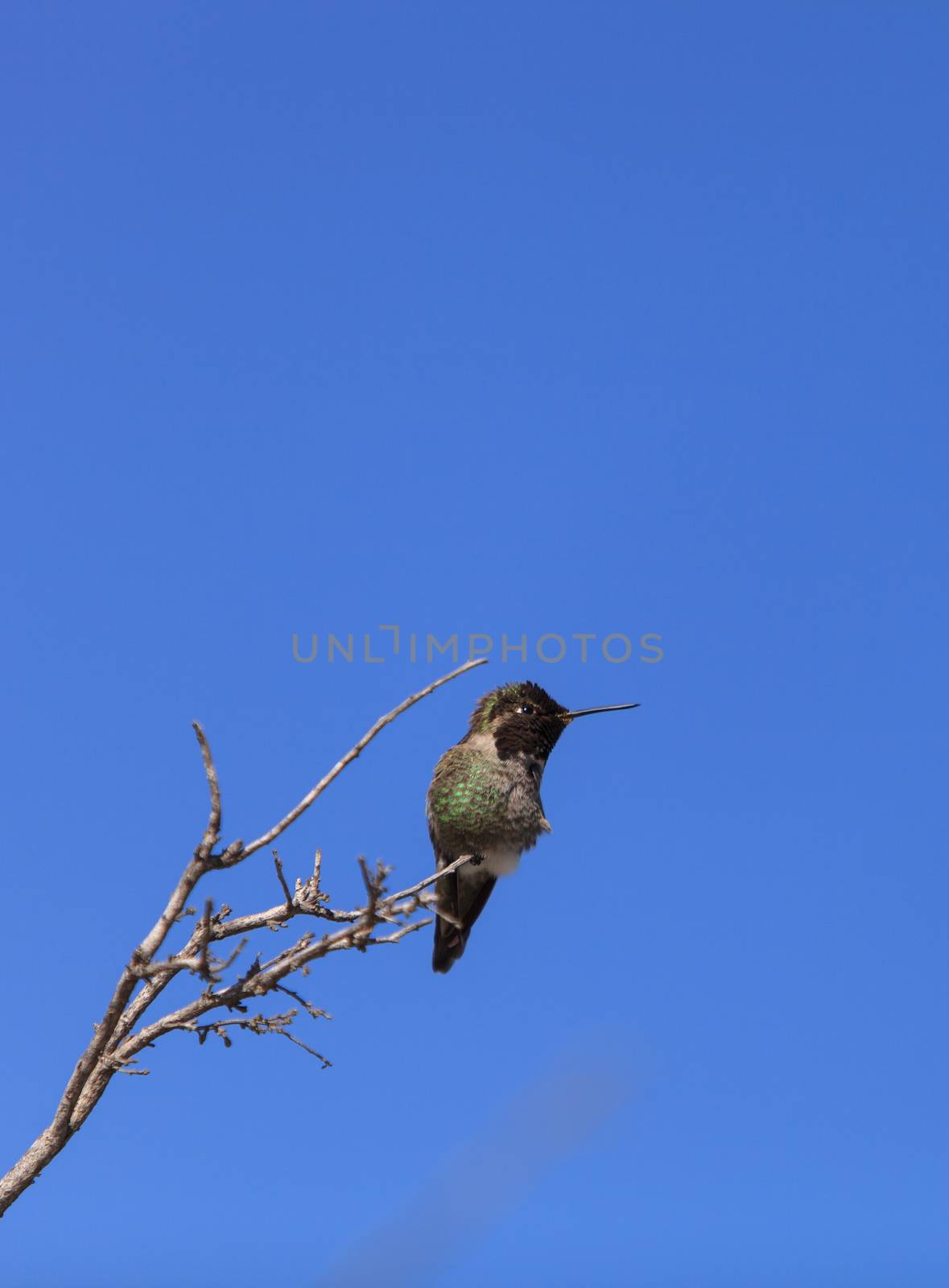 Male Anna’s Hummingbird, Calypte anna, is a green and red bird sitting in a tree at the San Joaquin wildlife sanctuary, Southern California, United States.