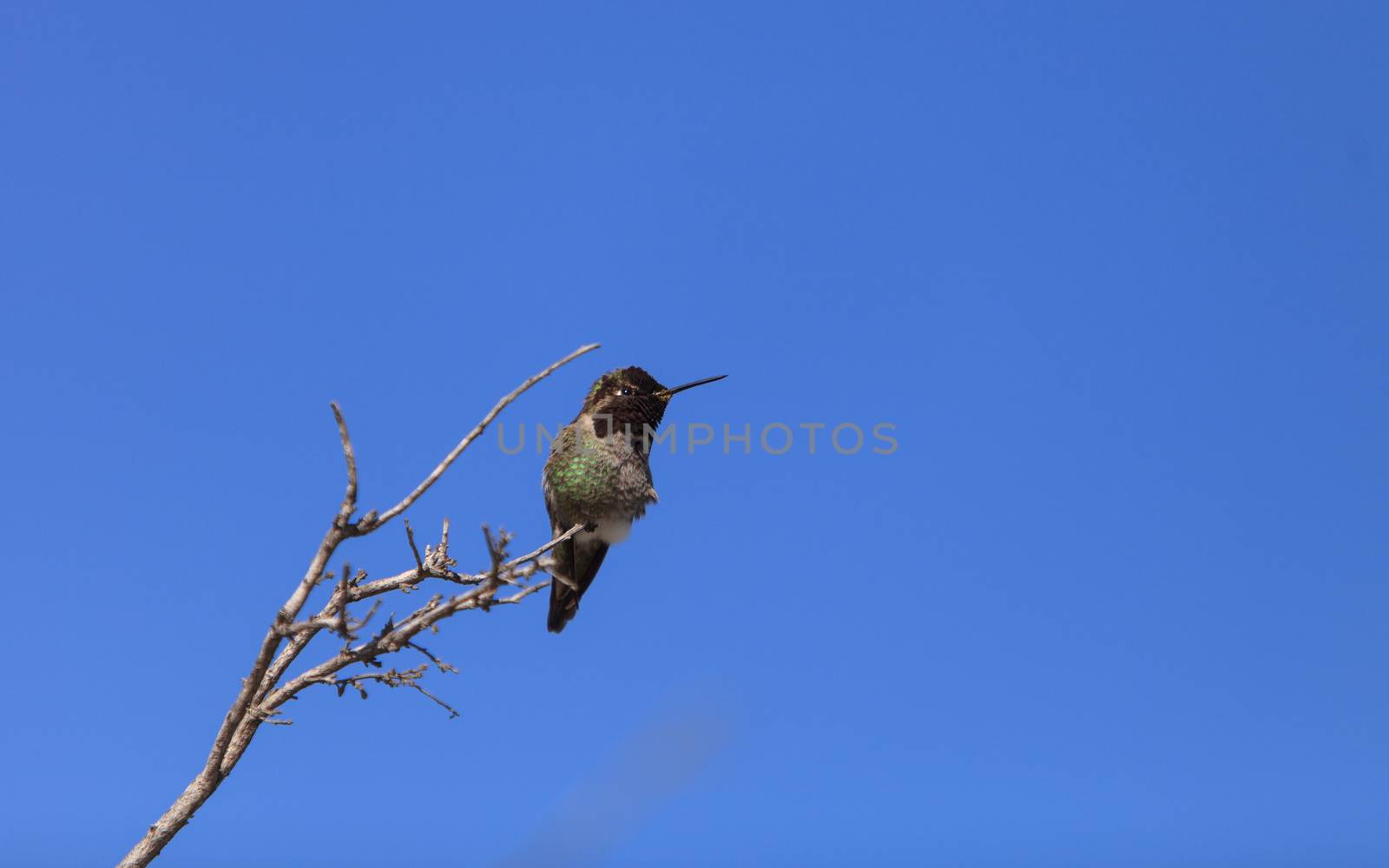 Male Anna’s Hummingbird by steffstarr