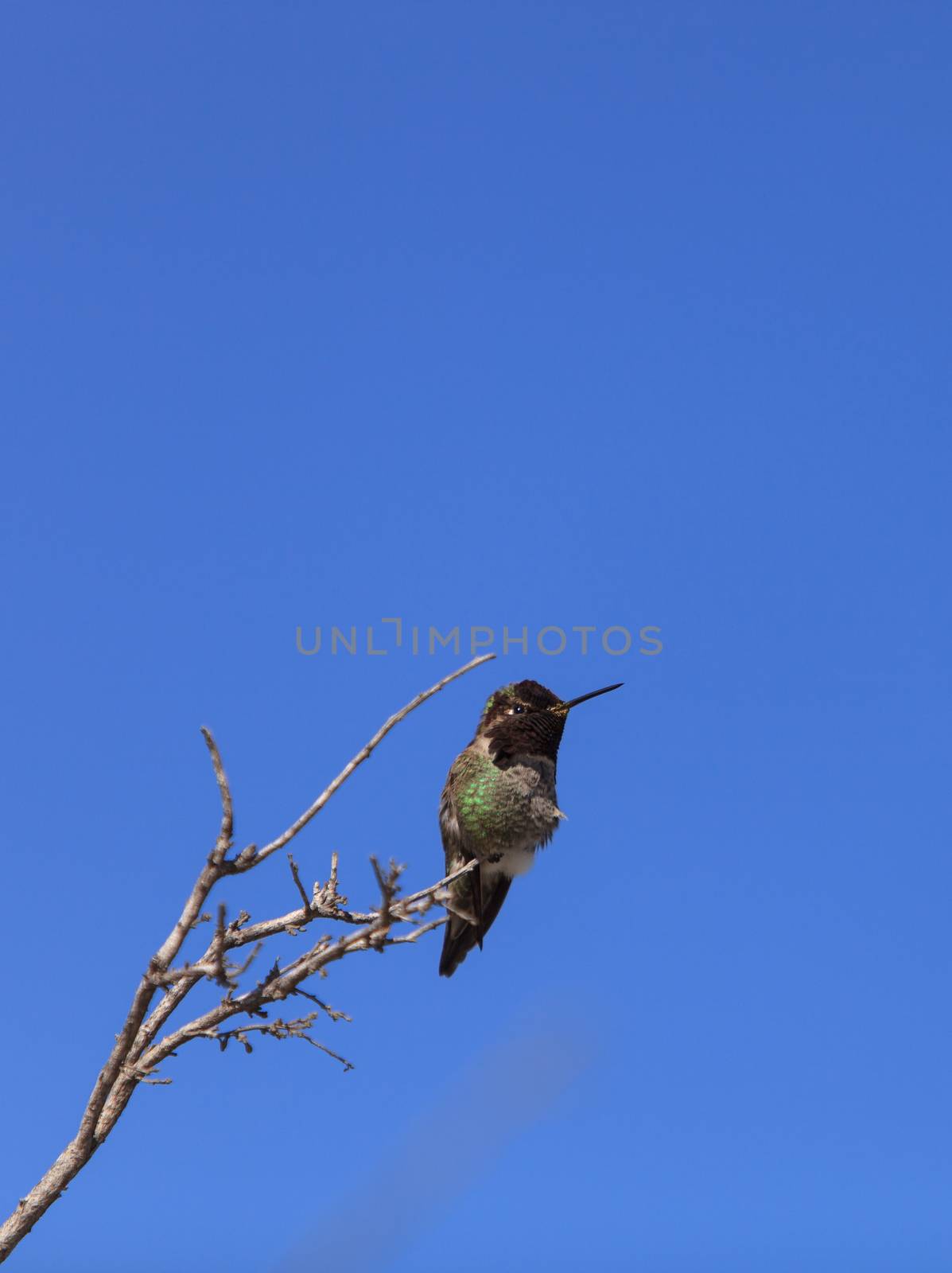 Male Anna’s Hummingbird, Calypte anna, is a green and red bird sitting in a tree at the San Joaquin wildlife sanctuary, Southern California, United States.