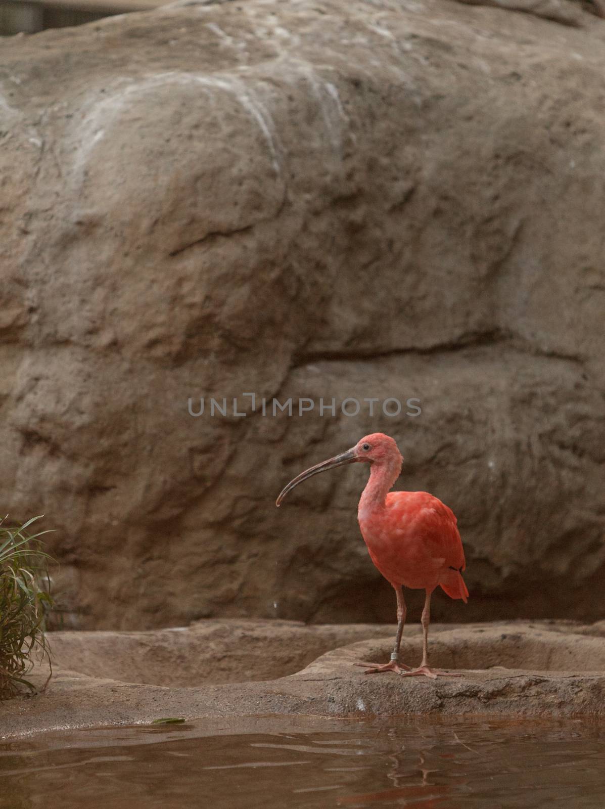 Scarlet ibis, Eudocimus ruber, is a bright pink bird found in the Caribbean and South America in rivers, marshes and streams.