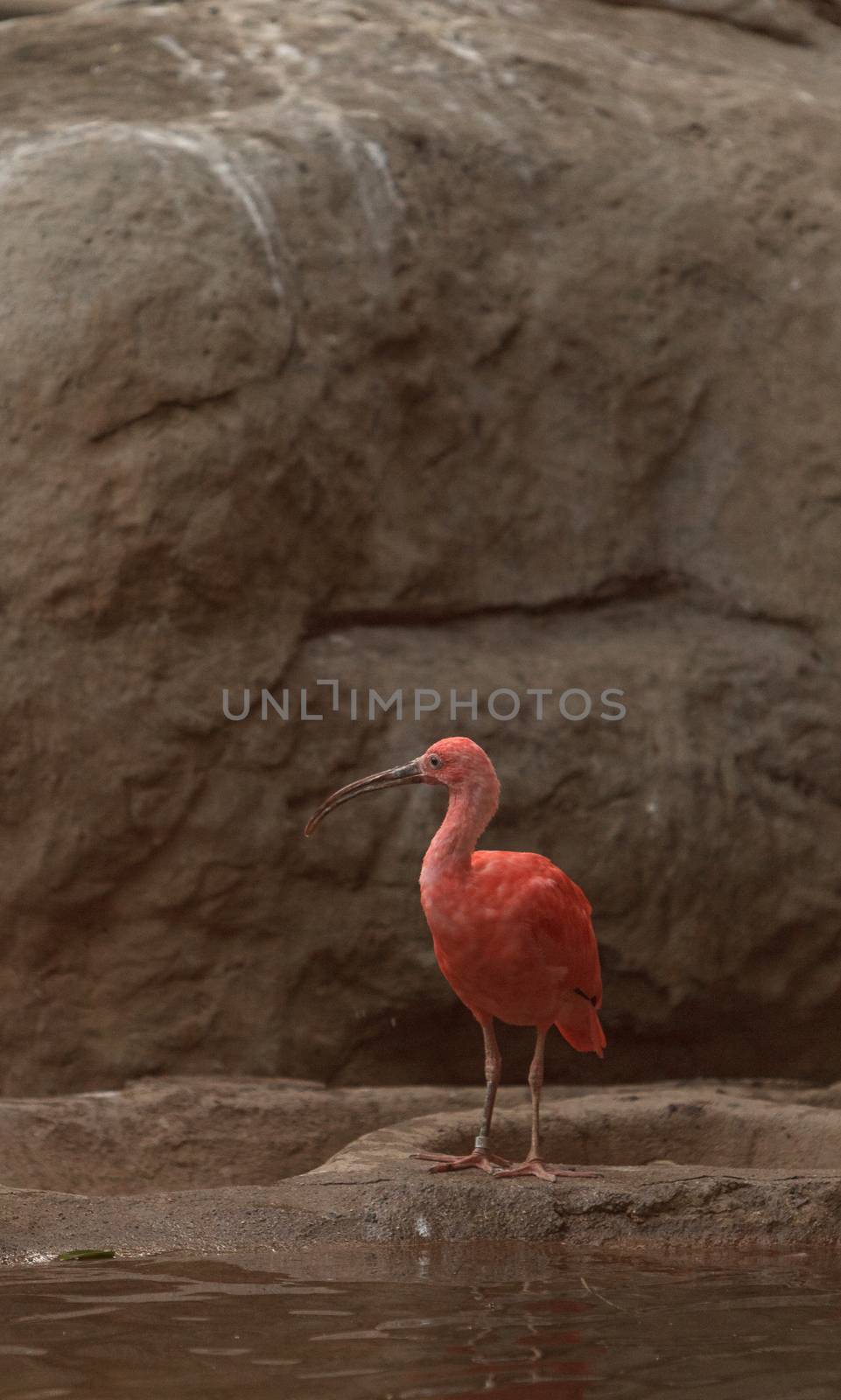 Scarlet ibis, Eudocimus ruber by steffstarr