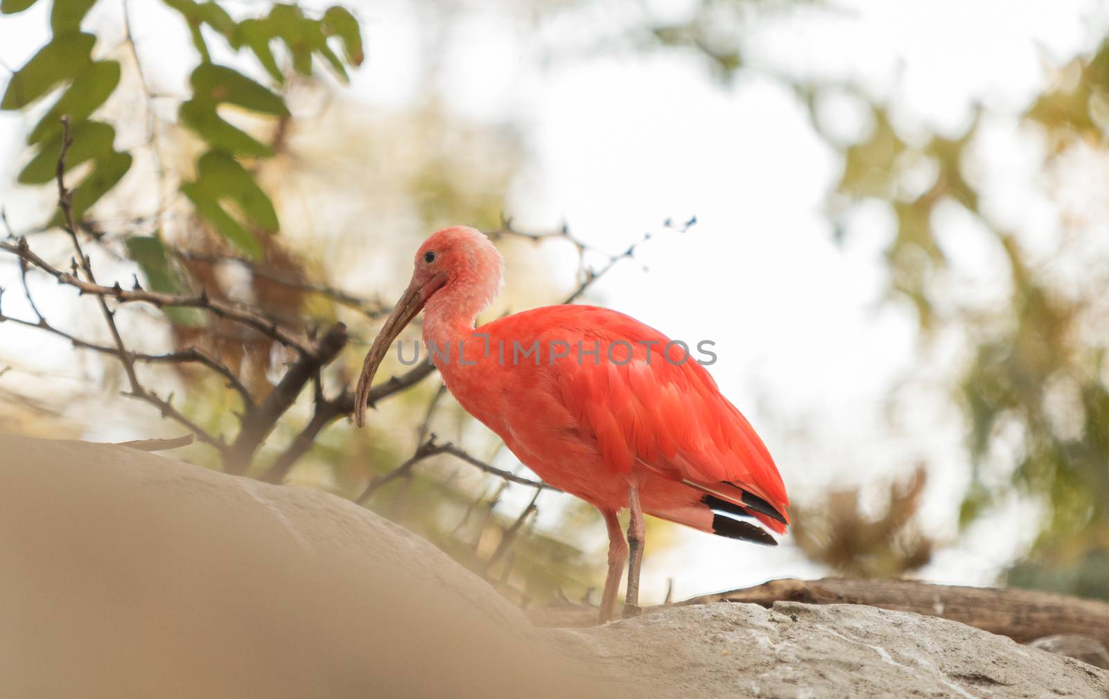 Scarlet ibis, Eudocimus ruber by steffstarr
