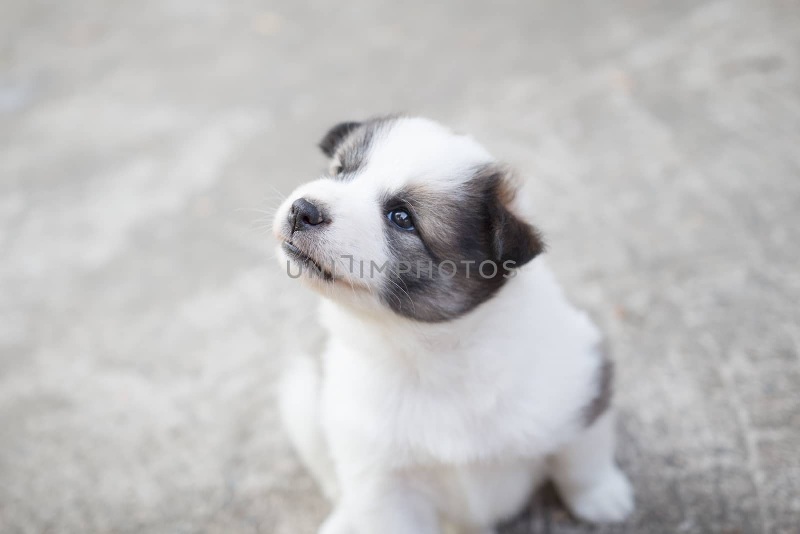 cute thai bangkaew dog puppies