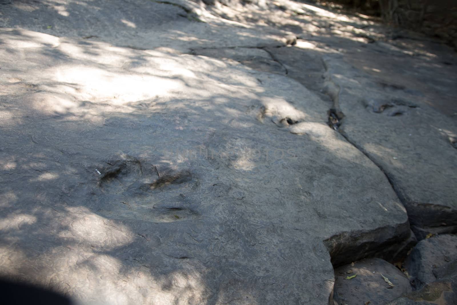 Real Detail of dinosaur tracks in thailand (dinosaur, footprints, footprint)