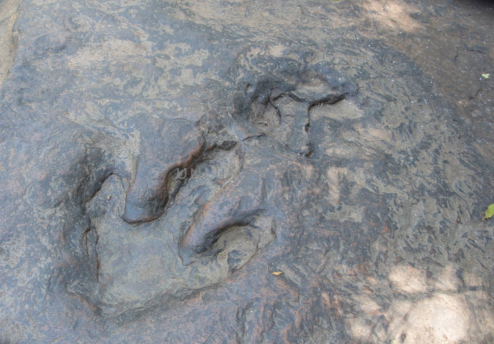 Real Detail of dinosaur tracks in thailand by frank600