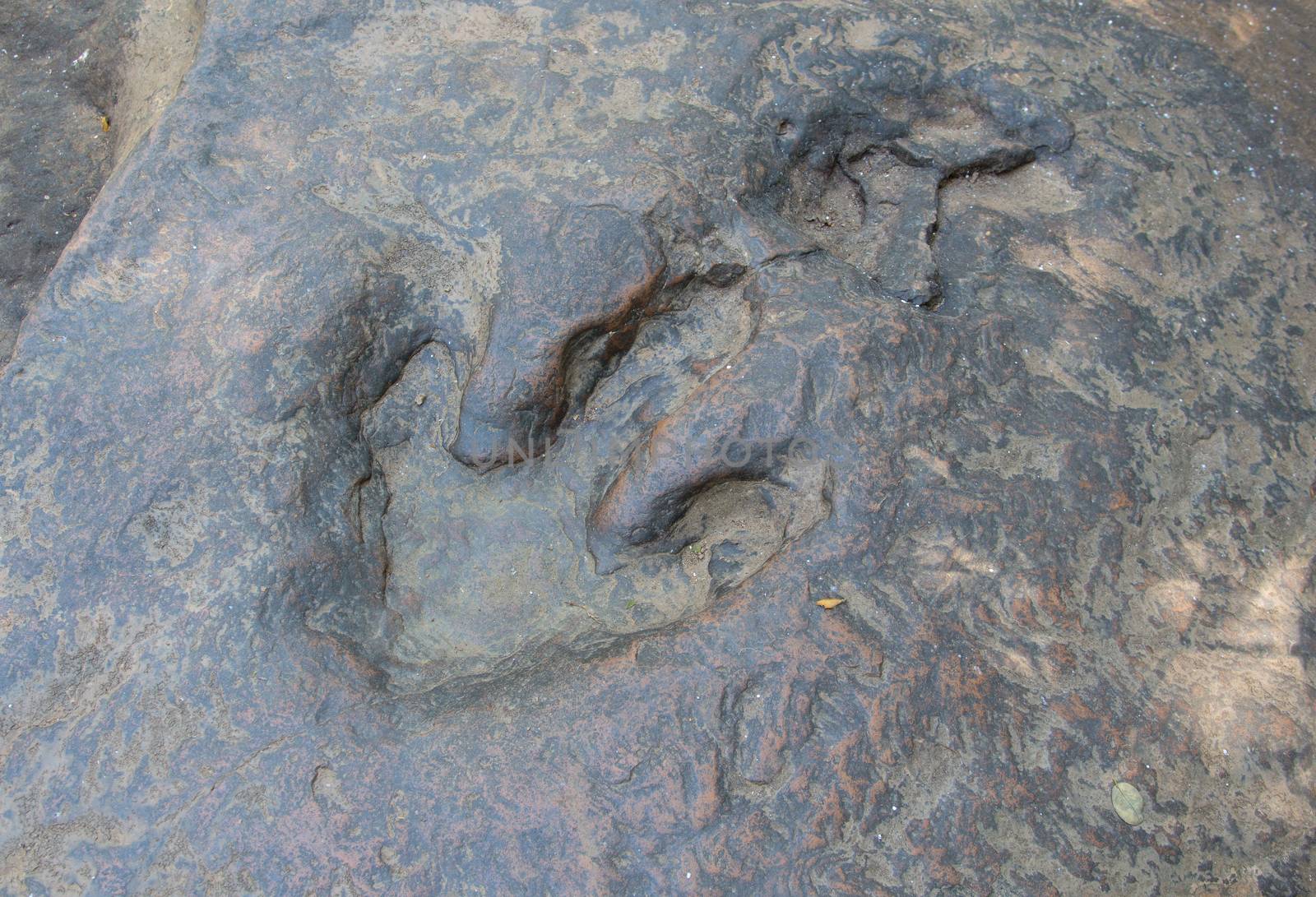 Detail of dinosaur tracks in thailand (dinosaur, footprints, footprint)