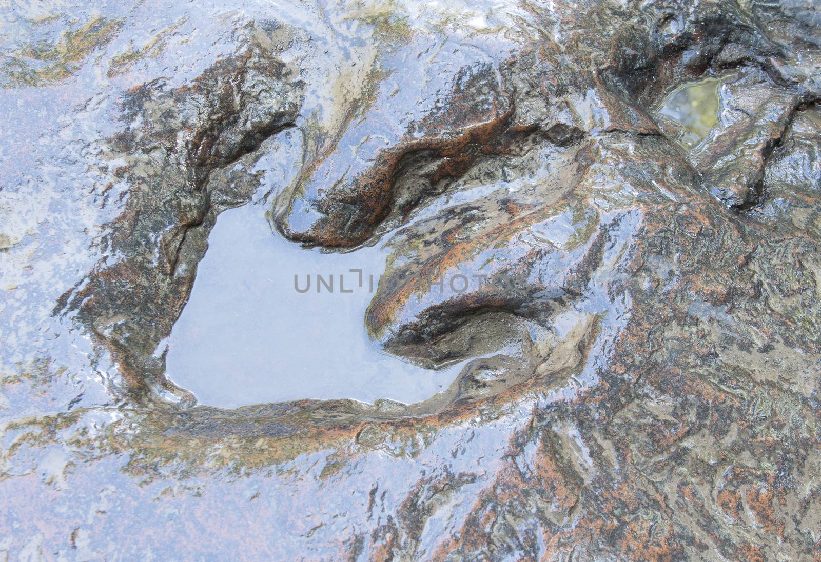 Detail of dinosaur tracks in thailand (dinosaur, footprints, footprint)