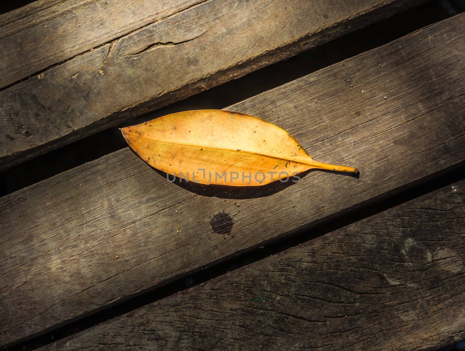 The leaves on the wooden floor. Fell on the wooden floor