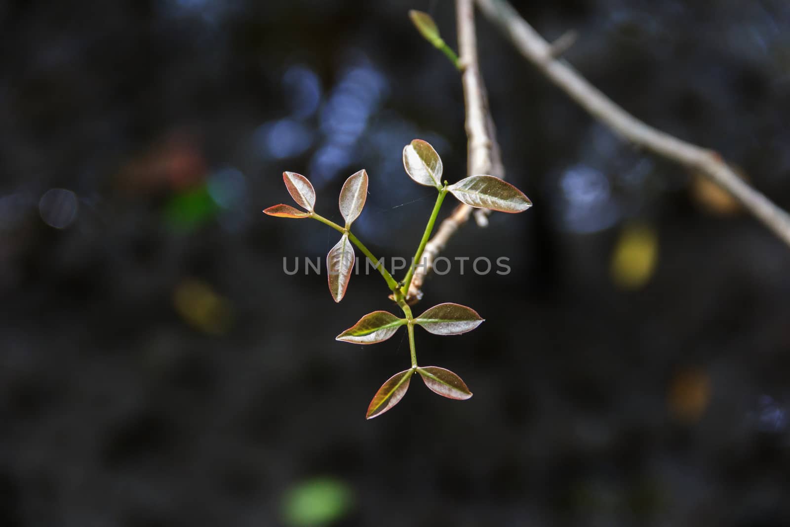 Leaf bud, the growth of trees in nature. by suriyaph