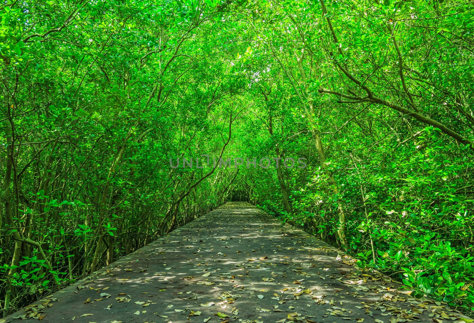 The road in the forest floor. The building of the people to explore nature and relaxation.