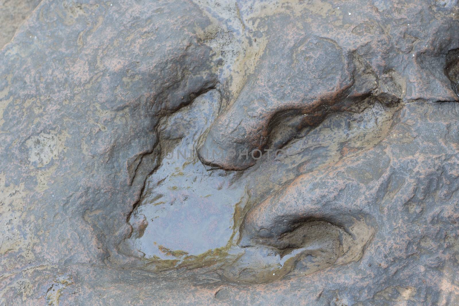 Real Detail of dinosaur tracks in Thailand by frank600