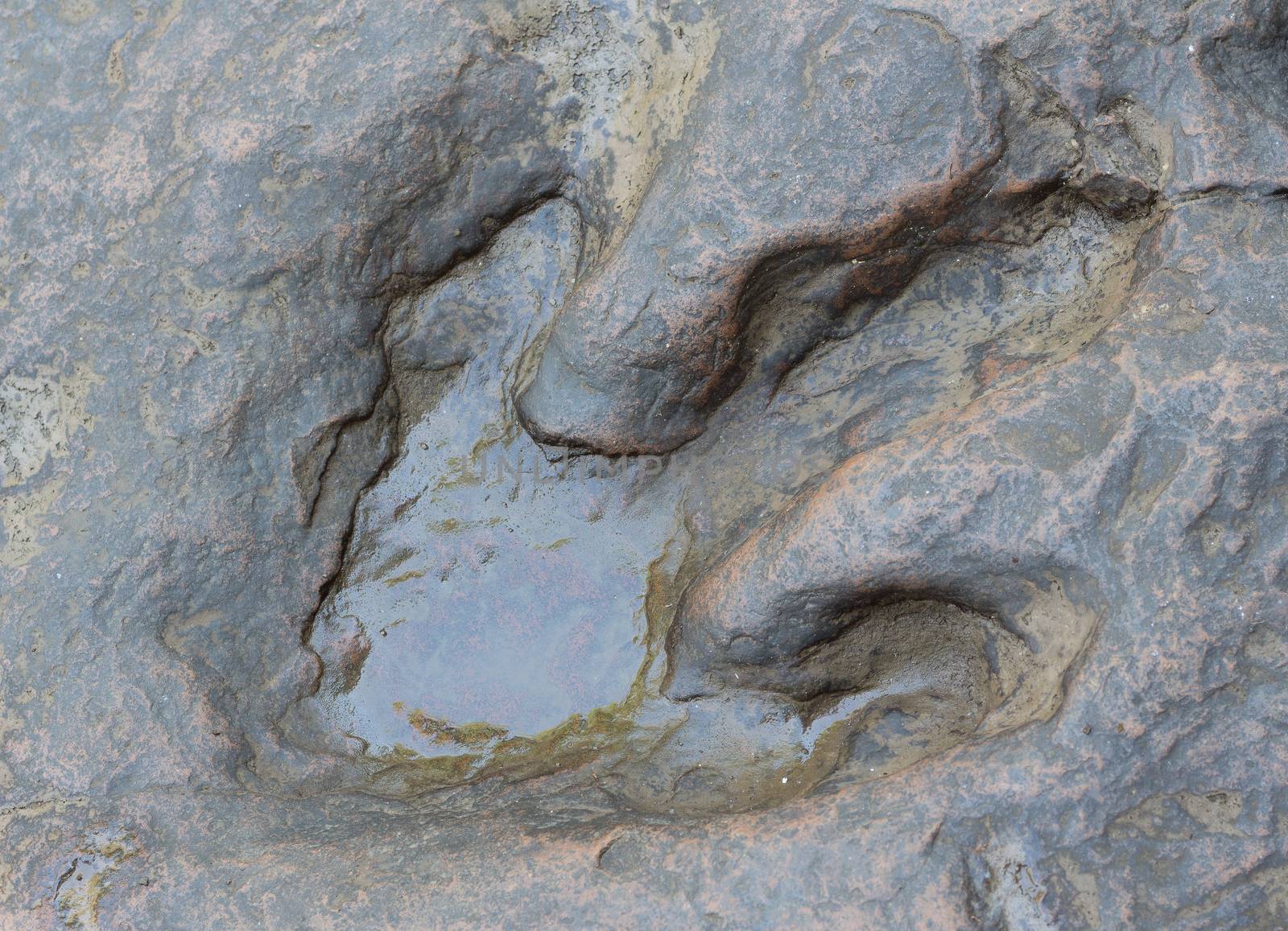 Detail of dinosaur tracks in thailand (dinosaur, footprints, footprint)