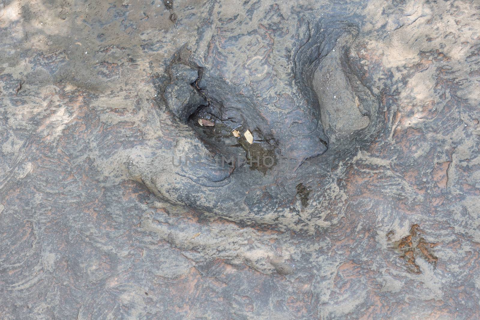 Detail of dinosaur tracks in thailand (dinosaur, footprints, footprint)