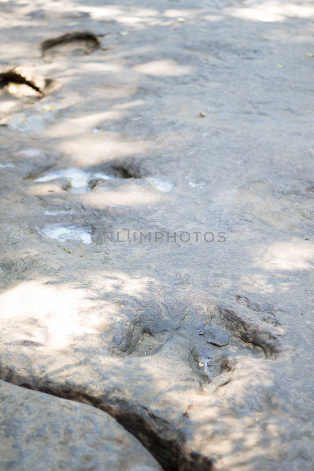 Detail of dinosaur tracks in thailand (dinosaur, footprints, footprint)