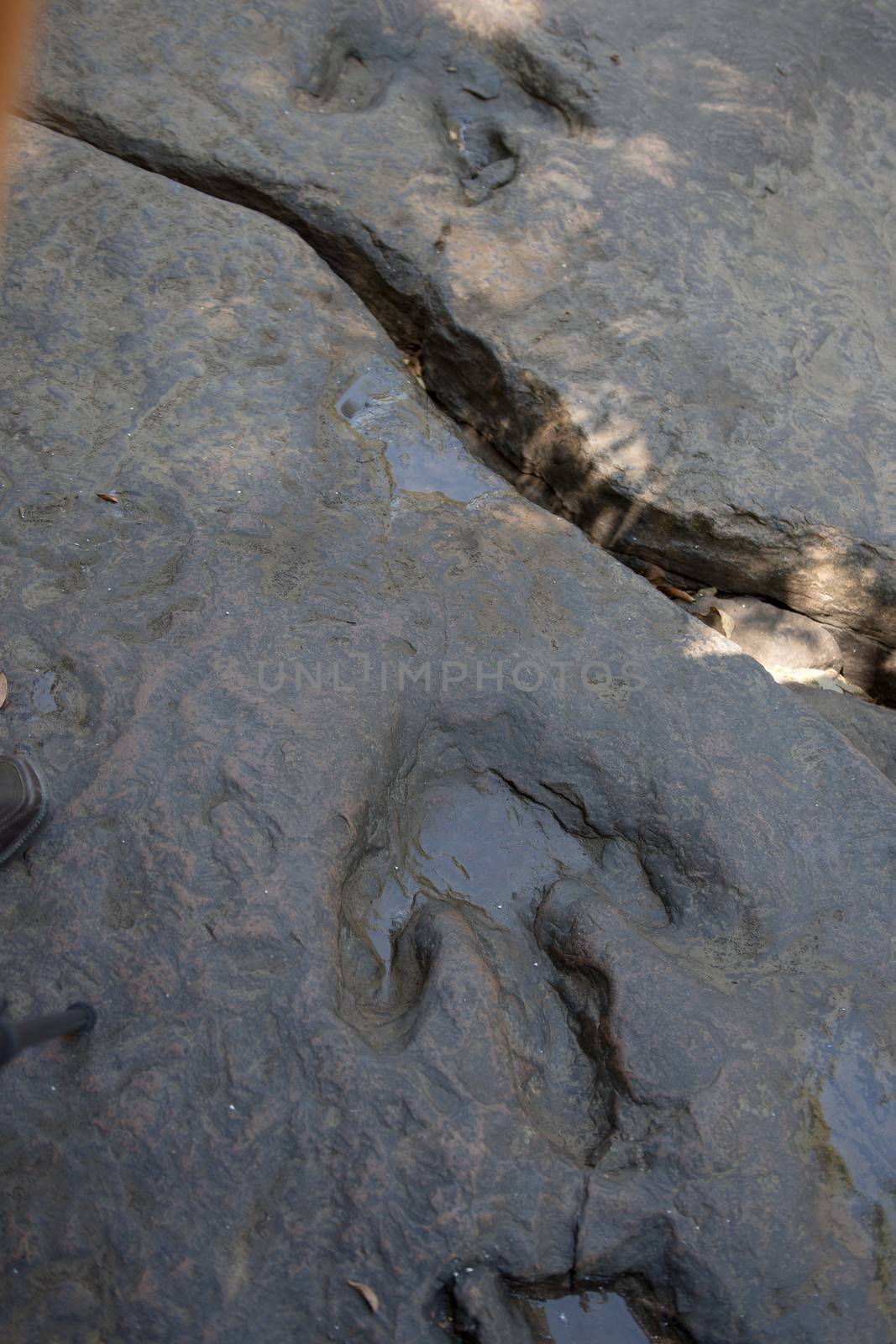 Detail of dinosaur tracks in thailand (dinosaur, footprints, footprint)