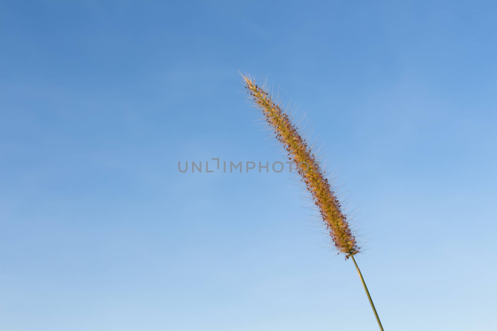 Flowering grass