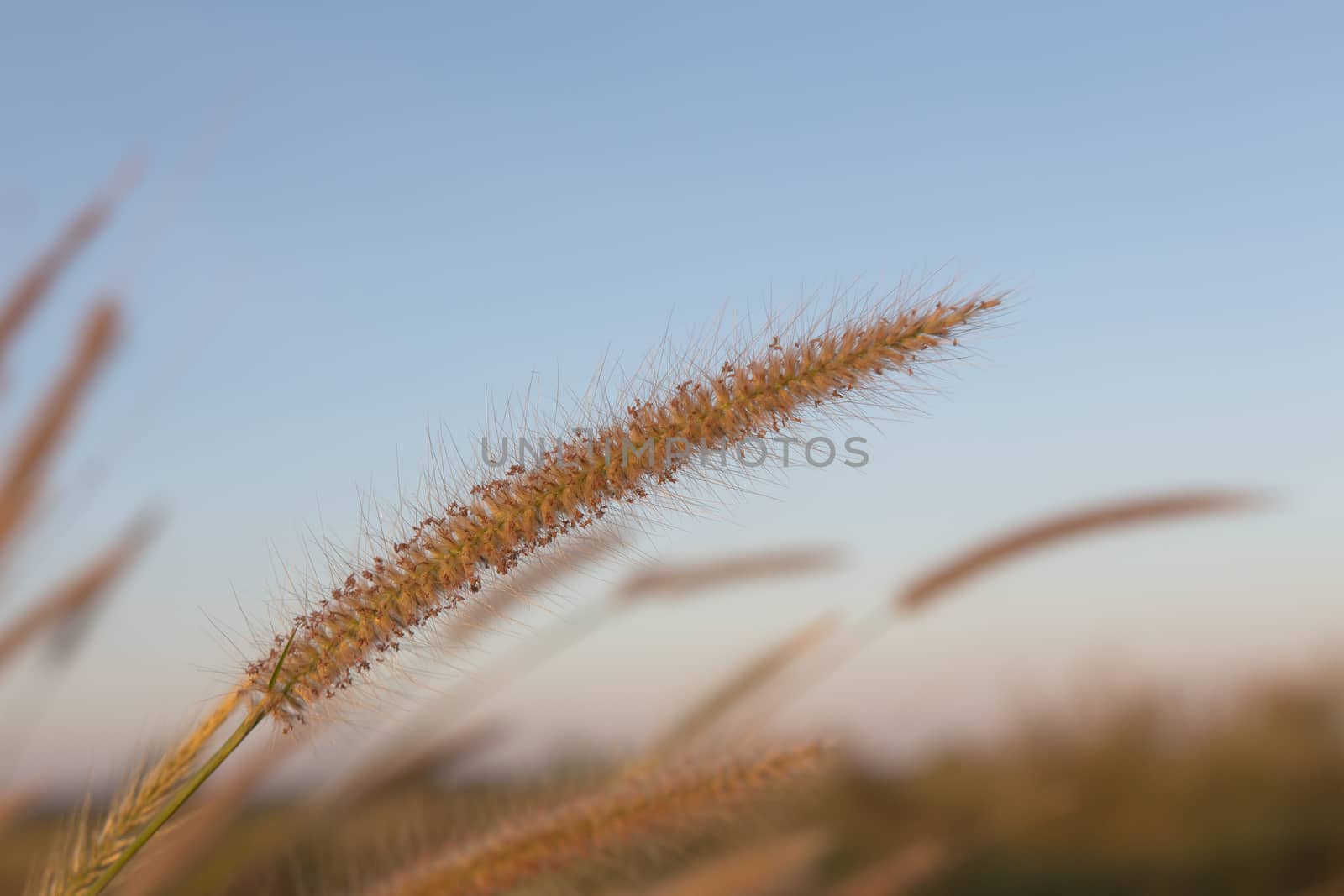 Flowering grass