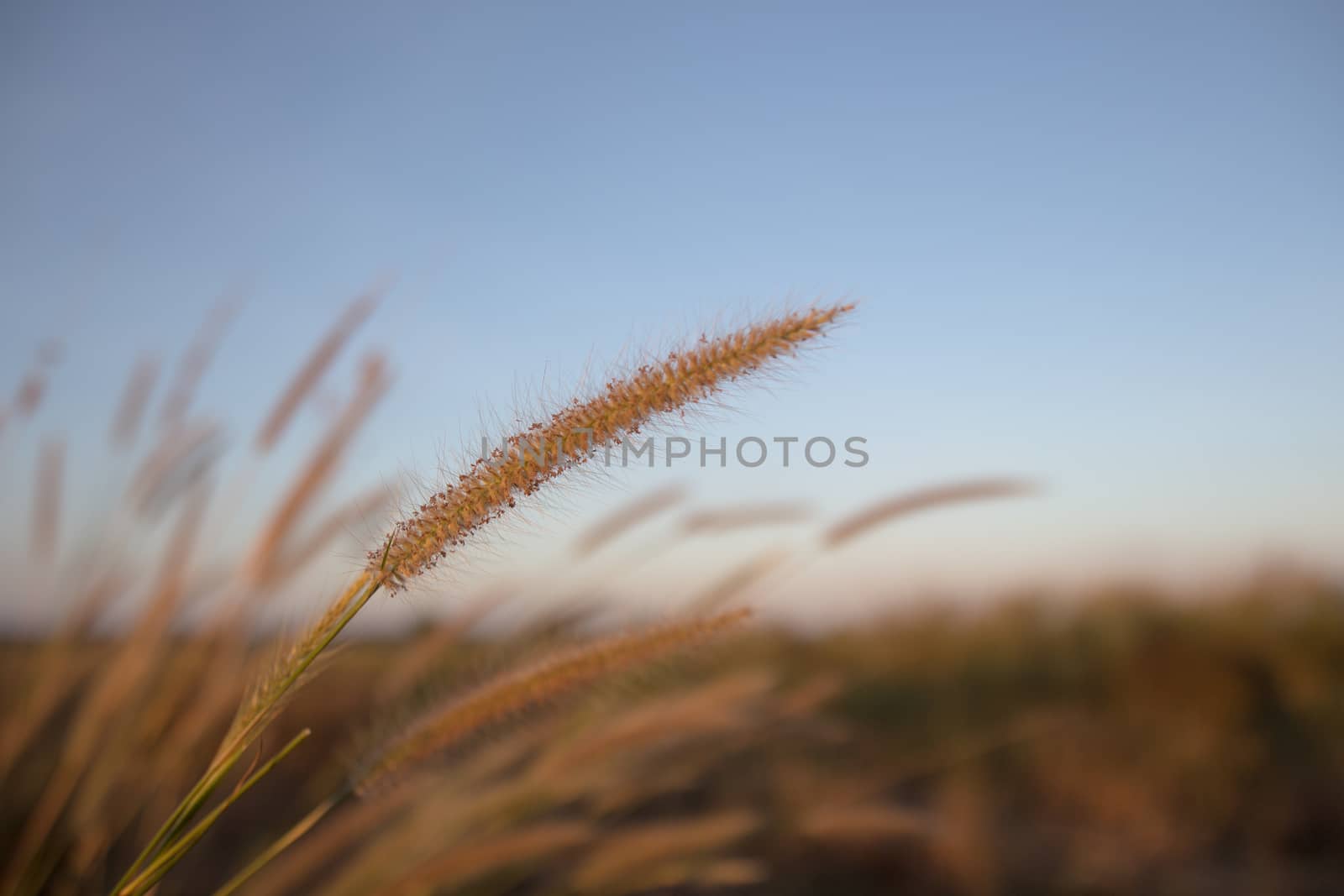 Flowering grass