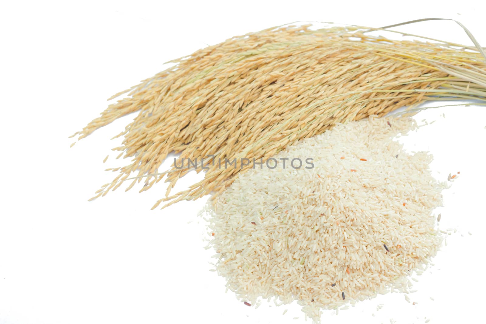 brown rice and paddy rice isolate on white