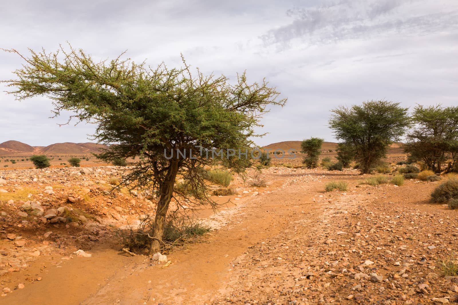 acacia tree in the Sahara desert by Mieszko9