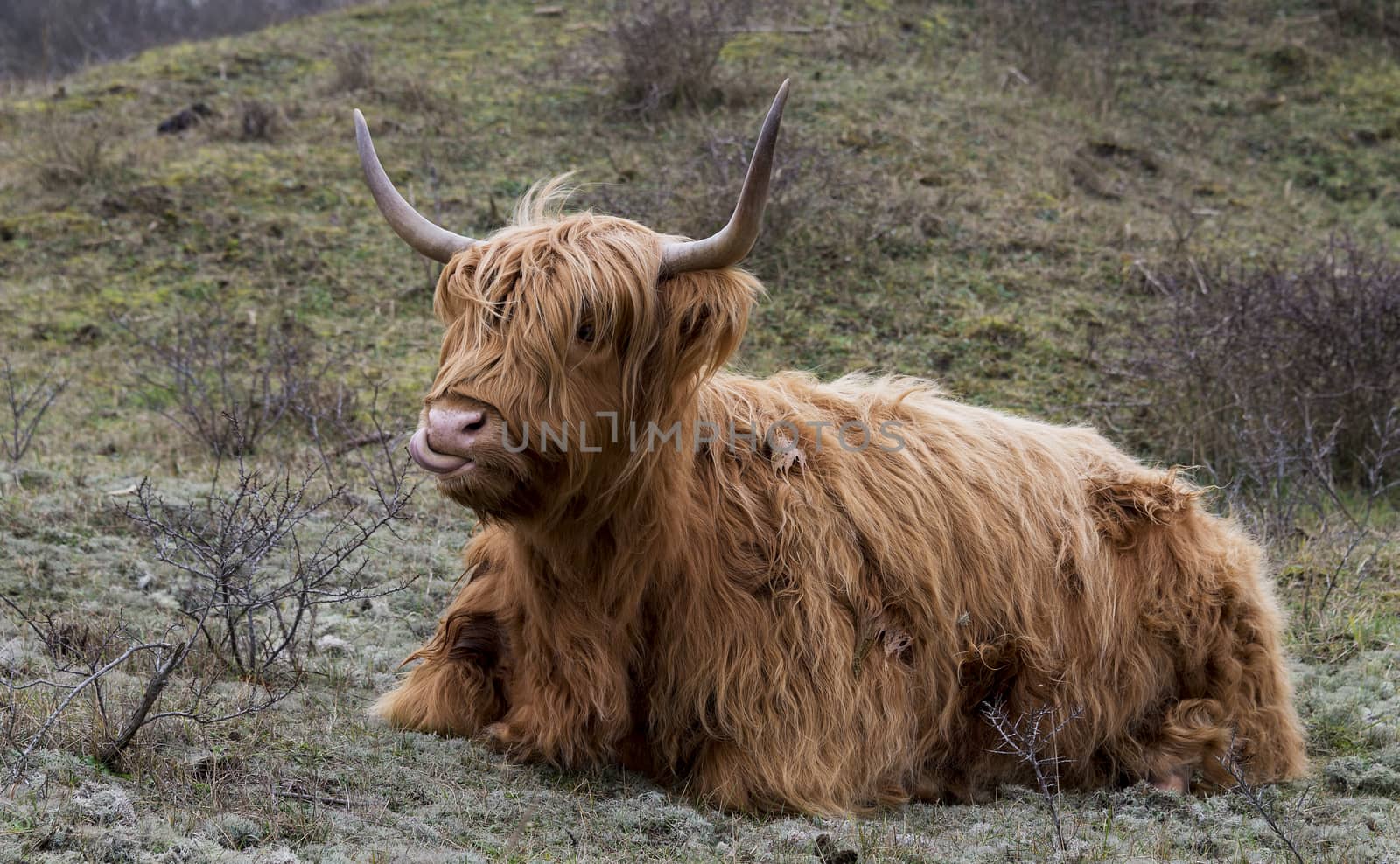 galloway laying in the dutch nature sticking his tongue out