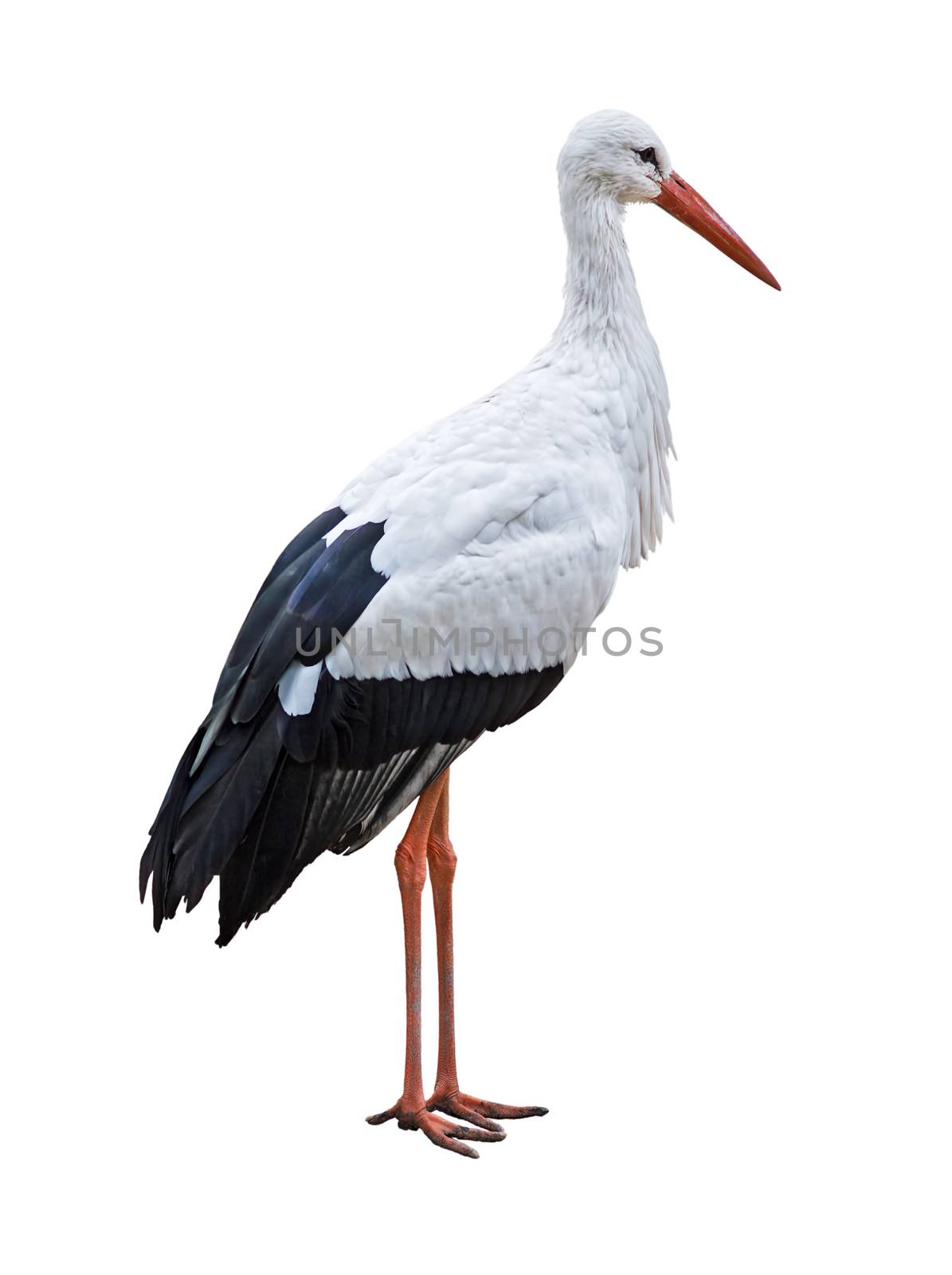 White Stork bird cutout by vkstudio