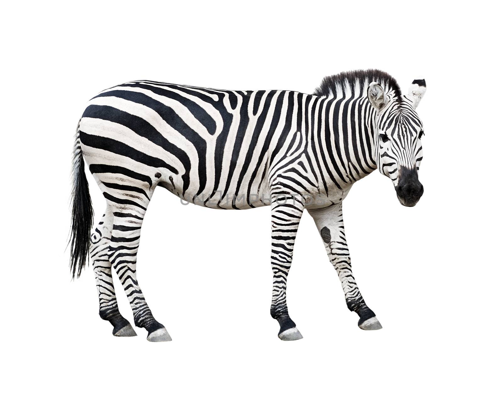 Zebra cutout by vkstudio