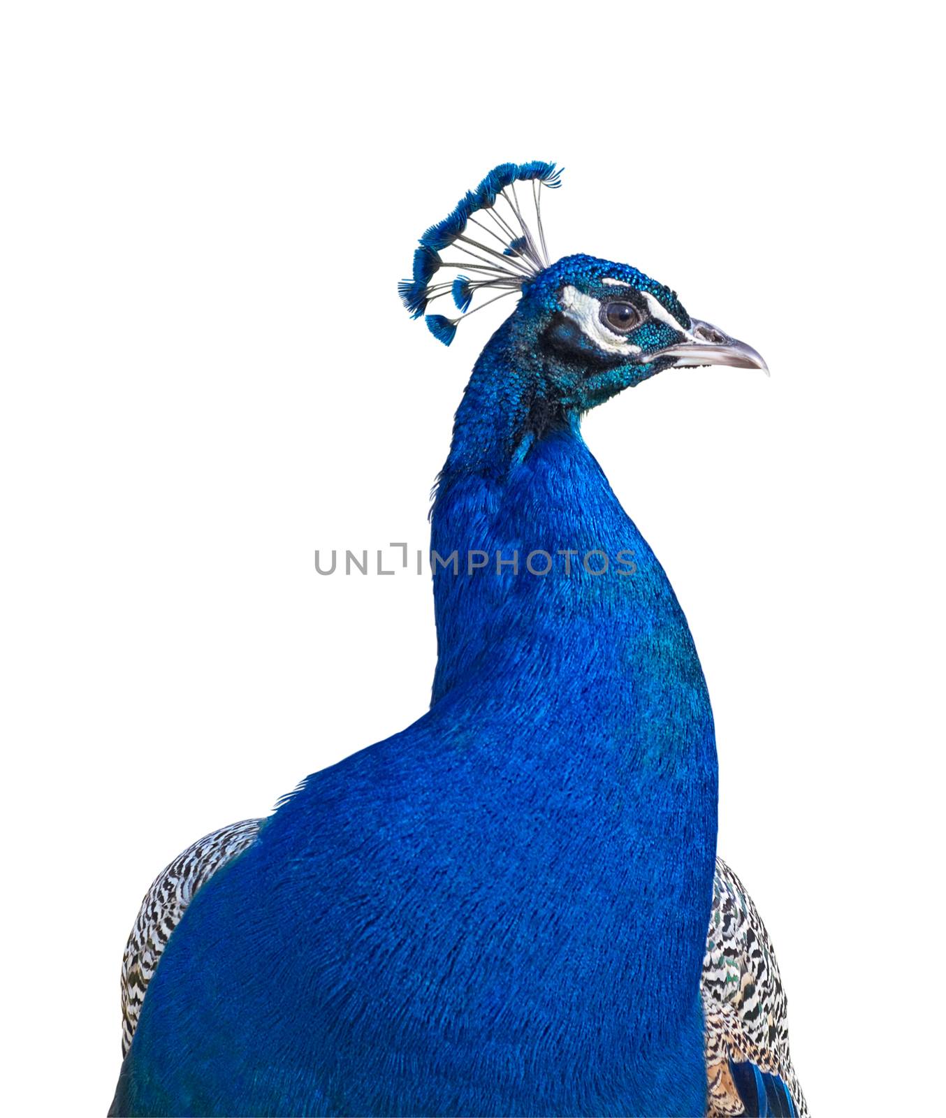 Peacock closeup isolated on white background with clipping path