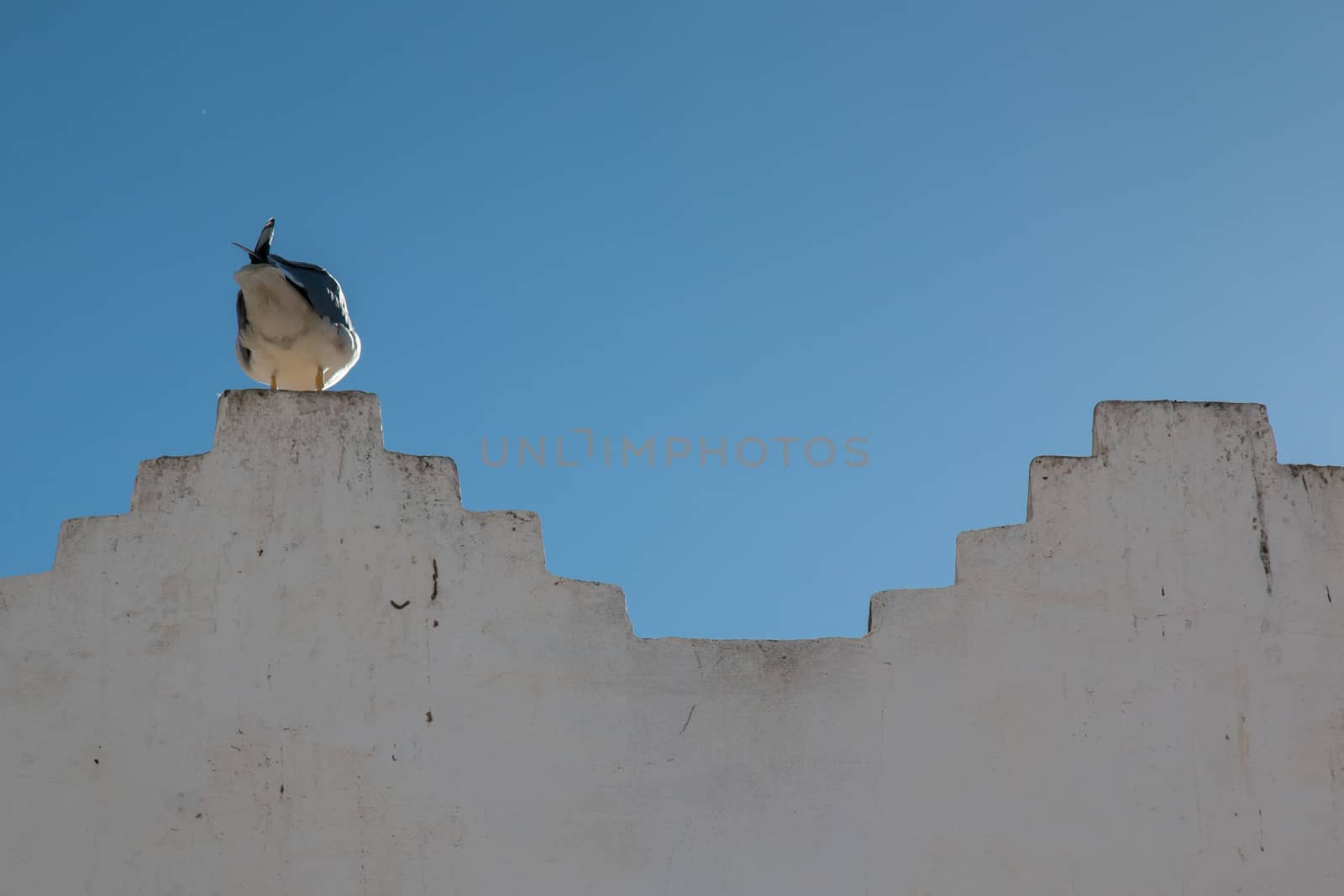 Traditional details of the arabian architecture. White wall with a sitting seagull, view from his back. Bright blue sky.