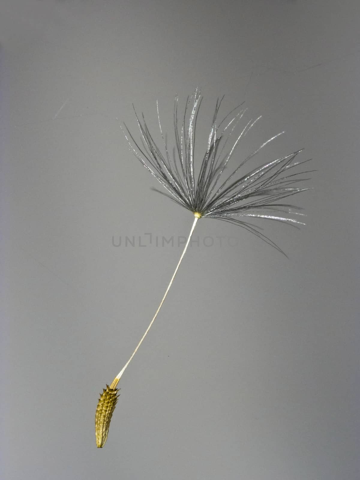 Single dandelion seed hovering in the air

