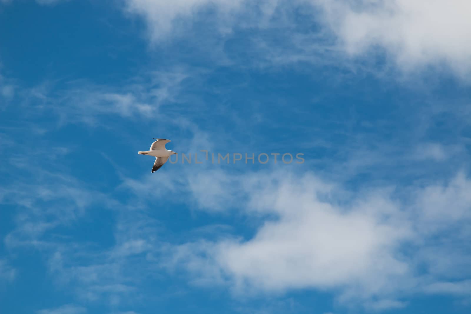 Flying seagull and a sky by YassminPhoto