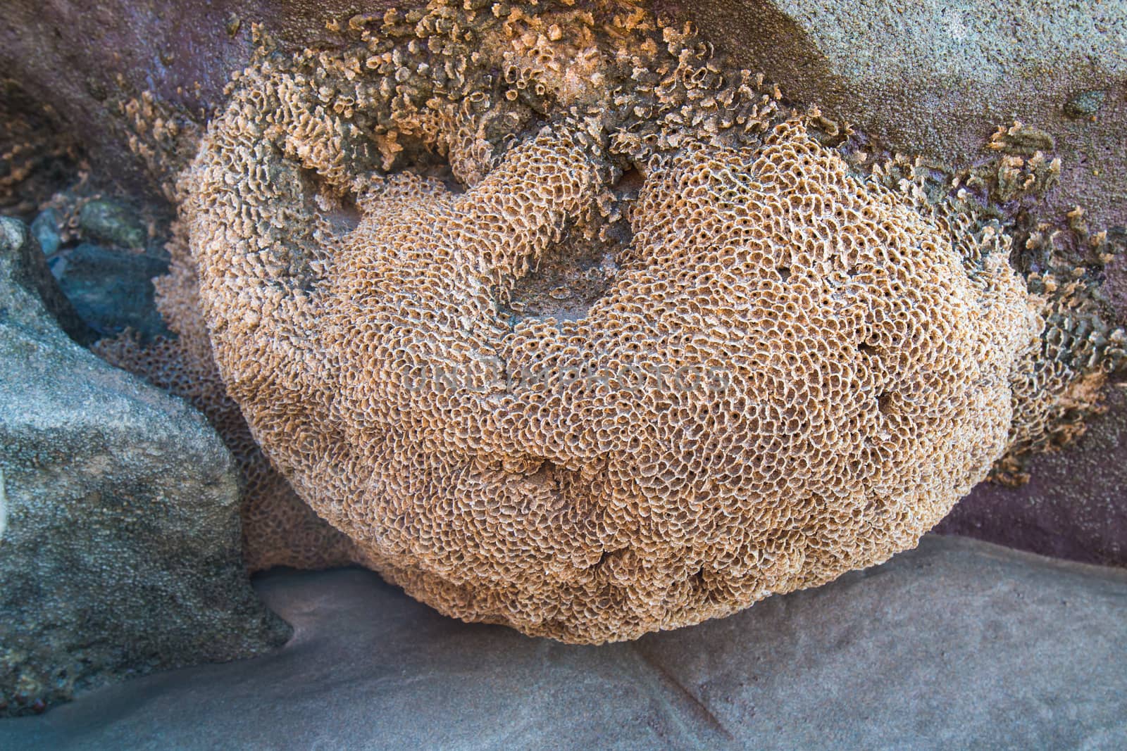 Detail of a structure of a coral during the low tide, growing on a rock at the seashore.