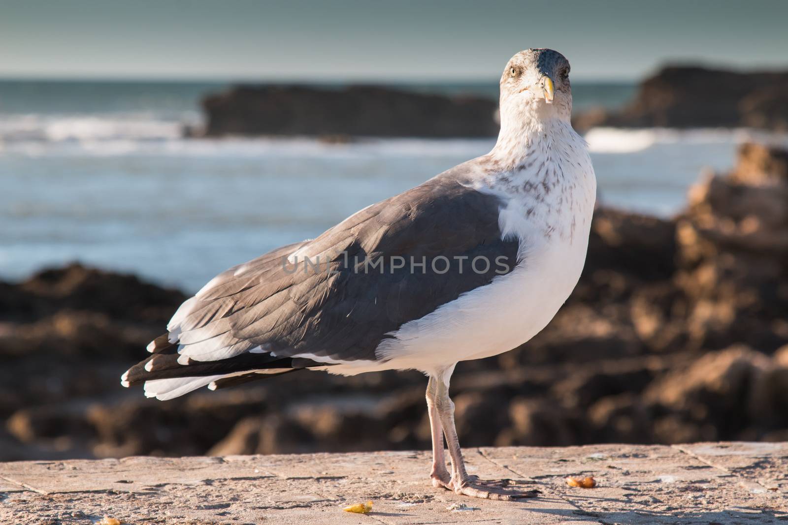 Seagull on a wall at the oceanside in Essaouira, Morocco. Looking directly to the camera. Coastal rocks and Atlantic ocean in the background.