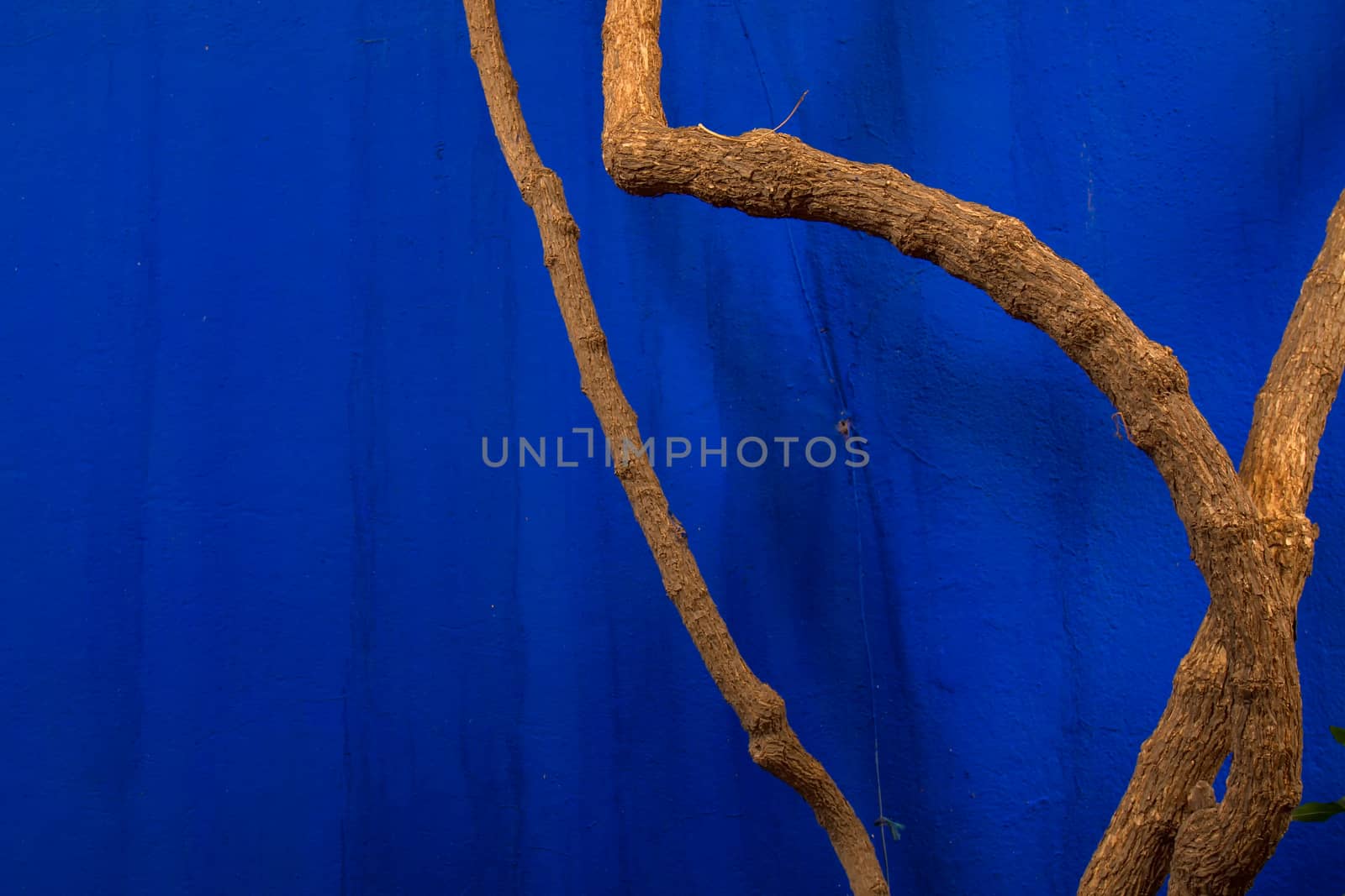 Twigs and a blue wall by YassminPhoto