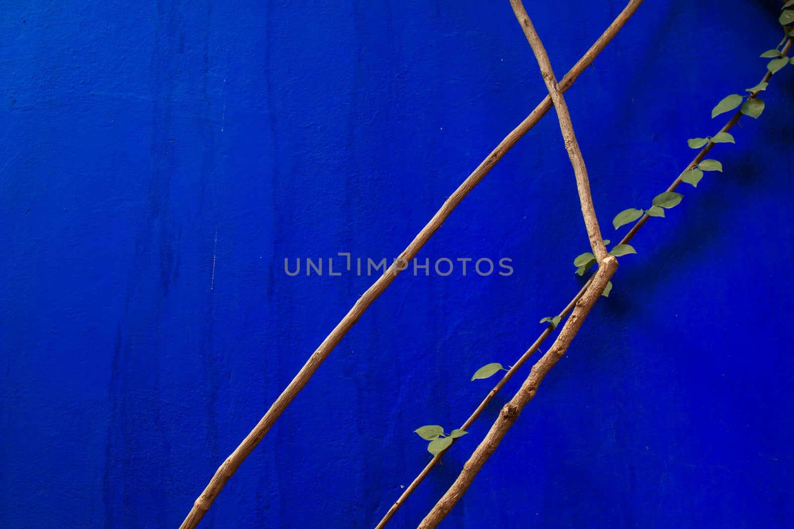 Contrast of a natural structure and of a blue wall.