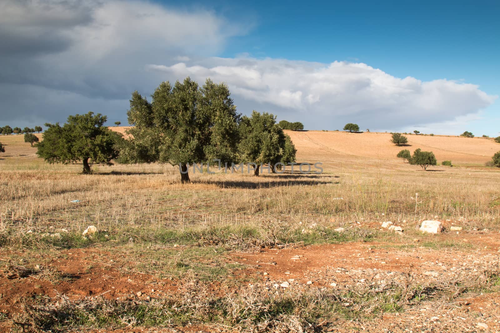 Country with Olive Trees, Morocco by YassminPhoto