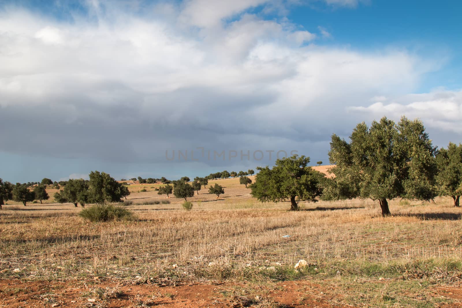 Autumn cloudy day. Dry soil with green old olive trees.