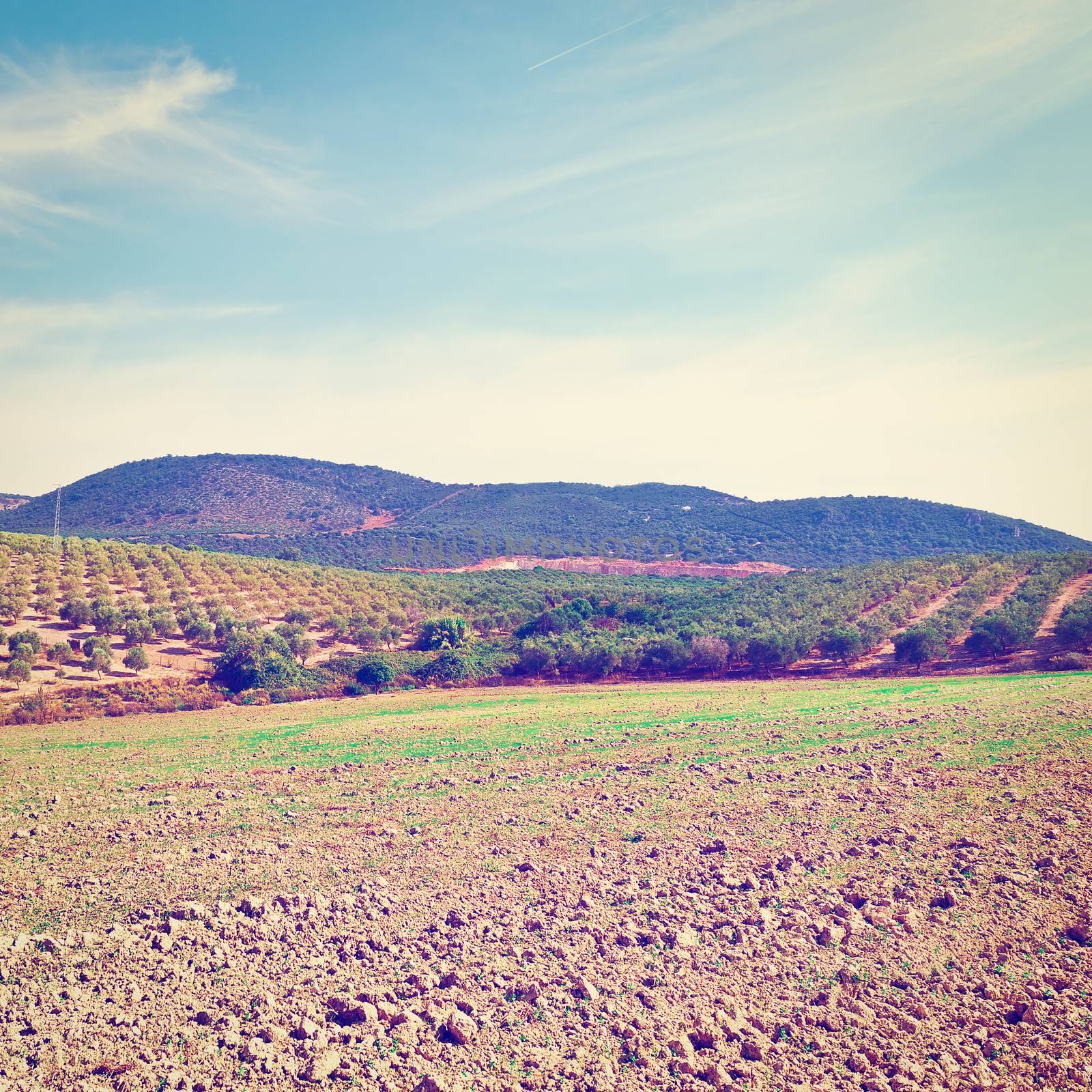 Olive Grove in the Cantabrian Mountains, Spain, Instagram Effect