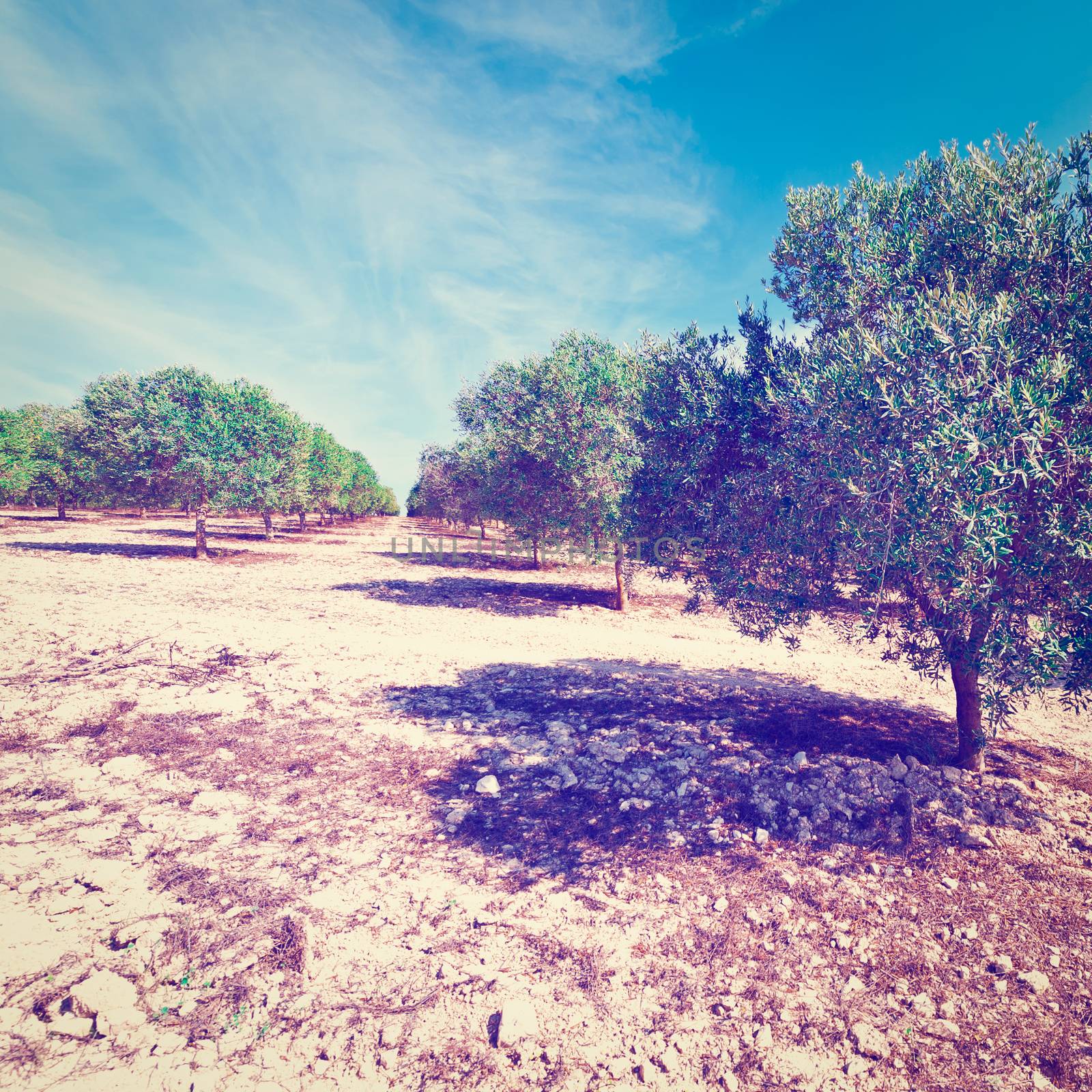Olive Grove in the Cantabrian Mountains, Spain, Instagram Effect