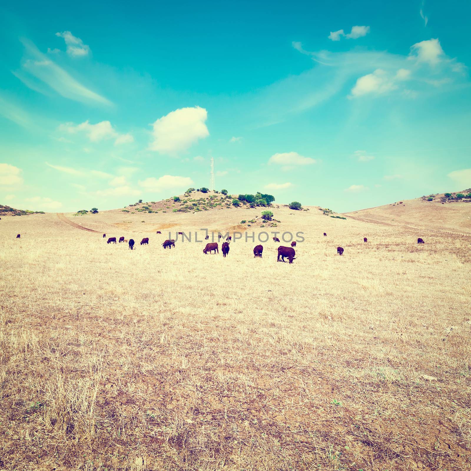 Cows Grazing on Dried Pasture in Spain, Instagram Effect
