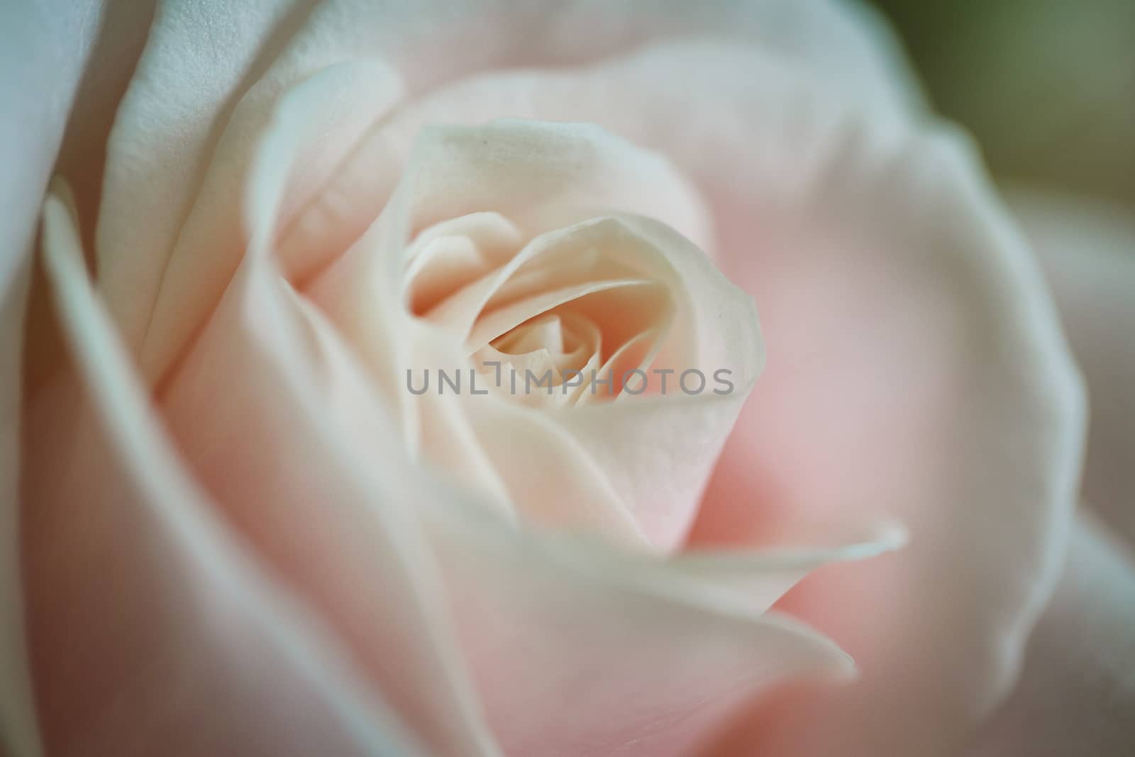 A macro close-up of a pink rose in bloom
