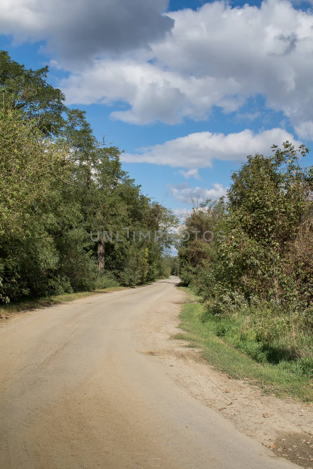 Country road spliting forest into two parts. Many trees and bushes. Cloudy contrast sky.