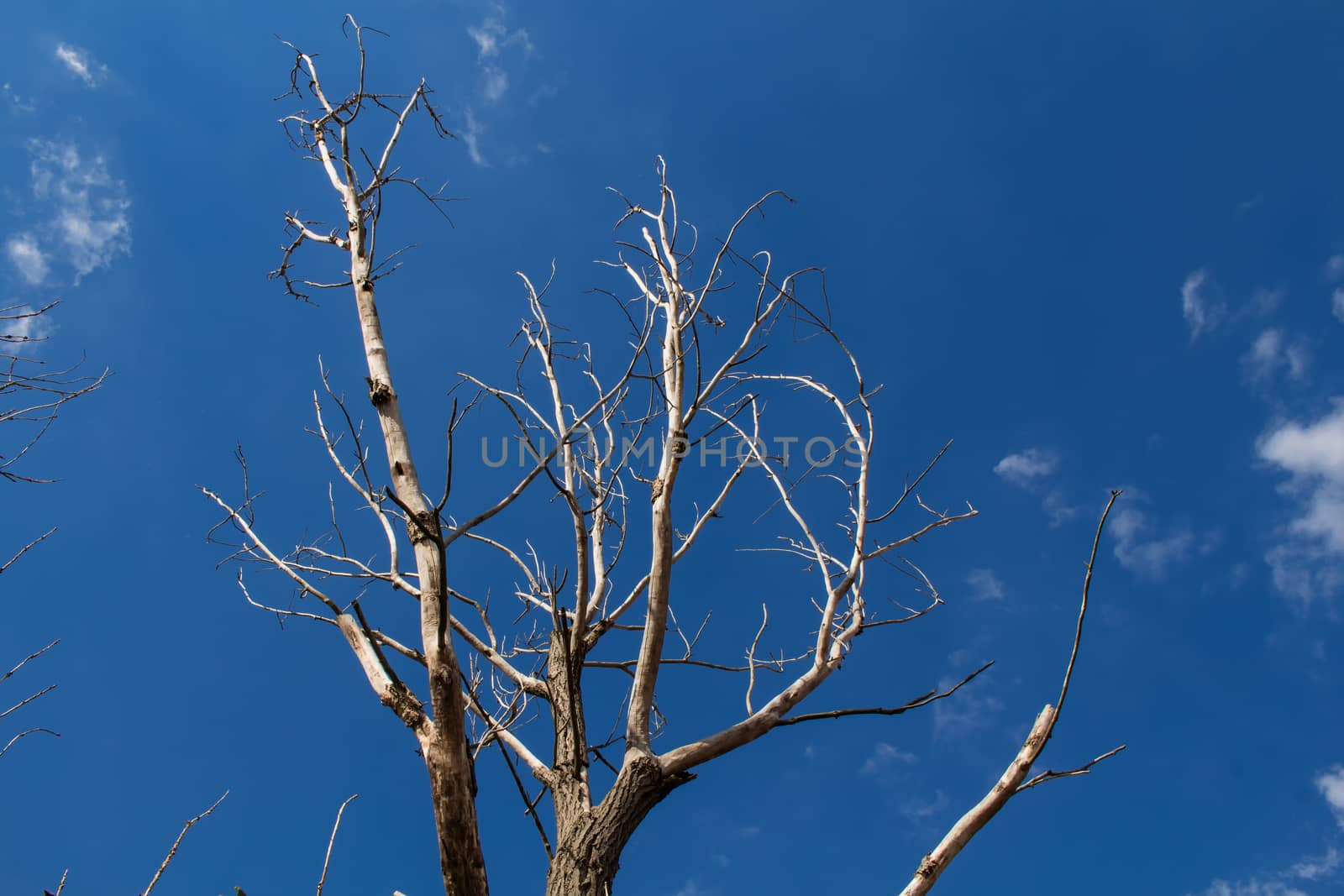 Dry tree. Sunshine in the branches. Blue sky with few small white clouds.