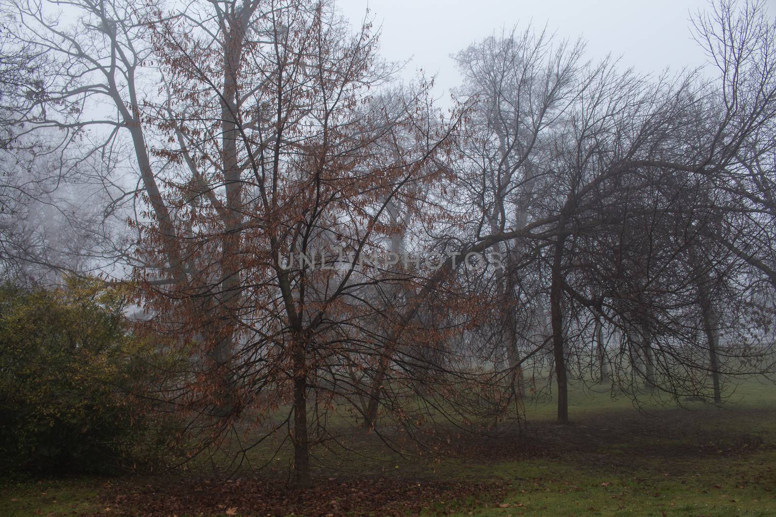 Early morning in the winter after a night rain. Intense fog, still green grass, trees almost without leaves.