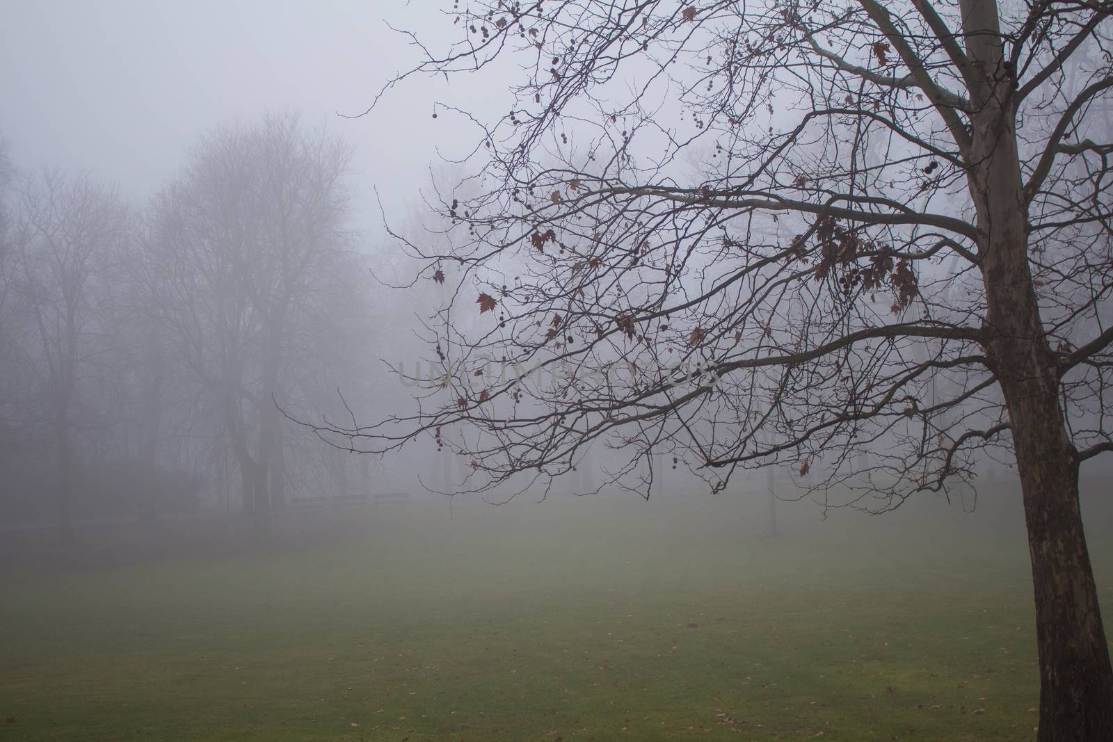 Early morning in the winter after a night rain. Intense fog, still green grass, trees almost without leaves.