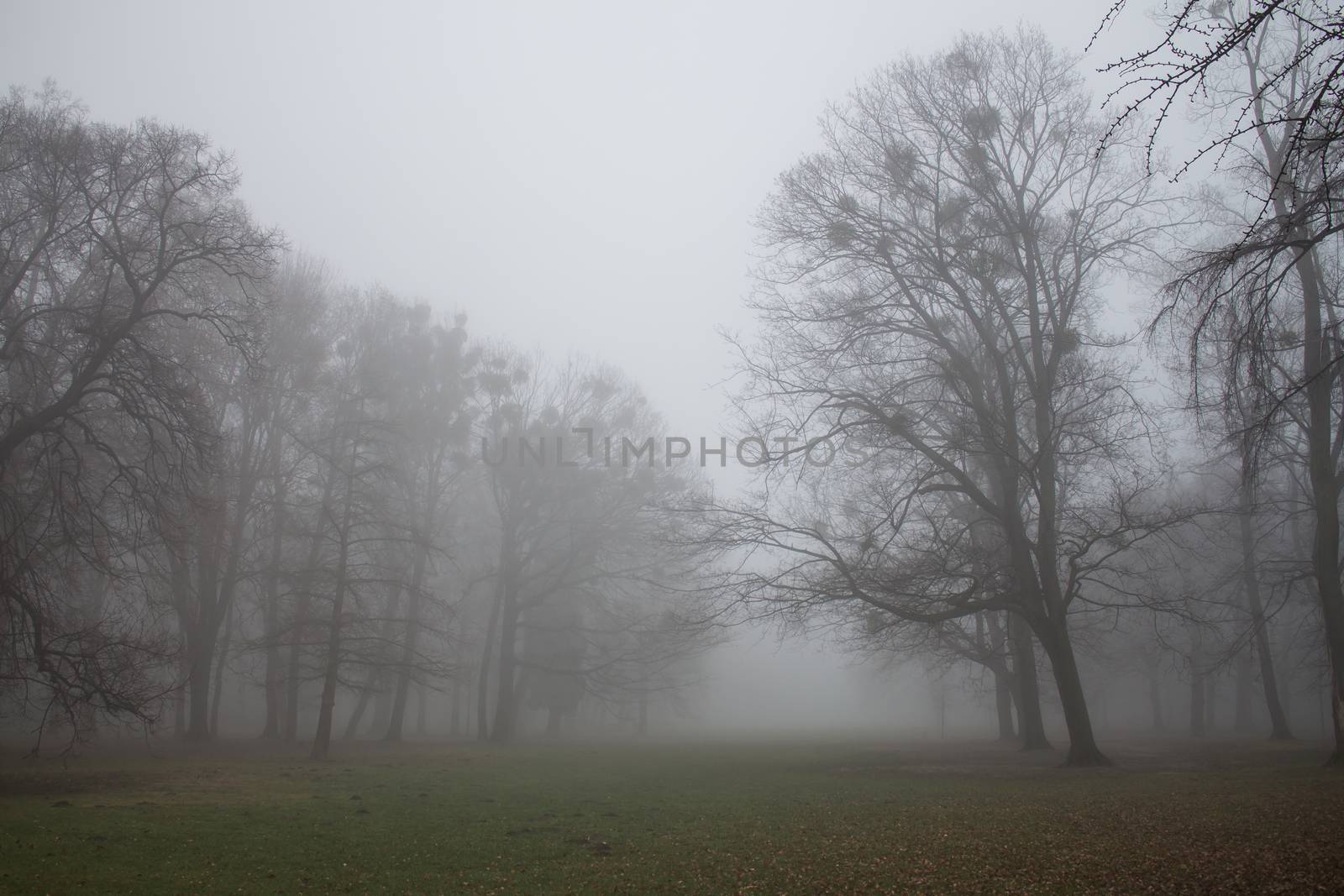 Early morning in the winter after a night rain. Intense fog, still green grass, trees almost without leaves.