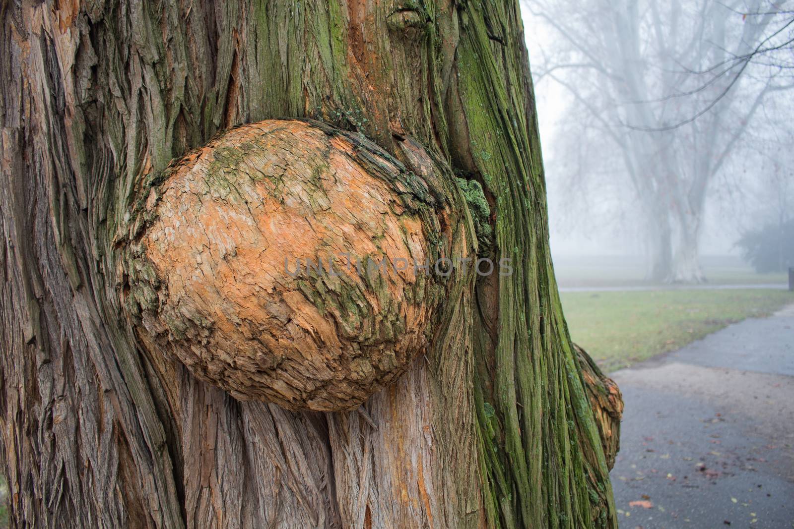 Detail of an old tree trunk. Misty park in the background.