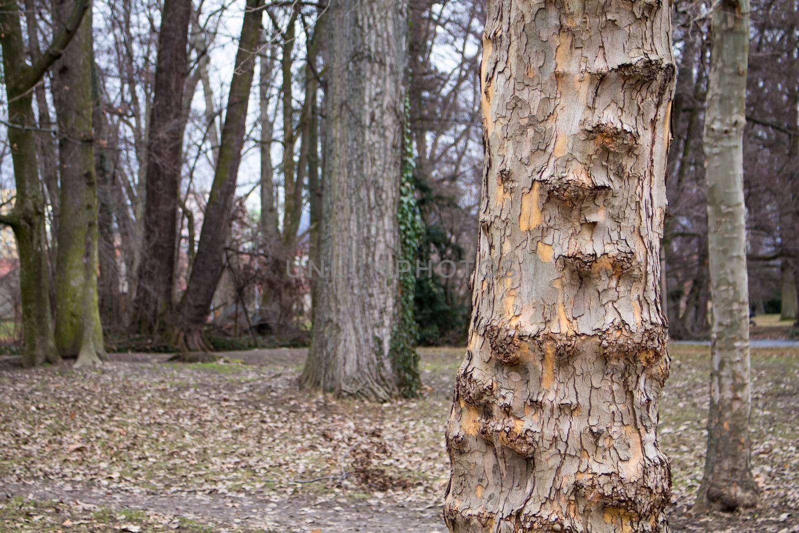 Detail of a tree in a forest by YassminPhoto